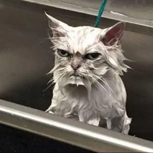 kucing yang marah, kucing basah, kucing basah, kucing gila, kucing basah yang lucu