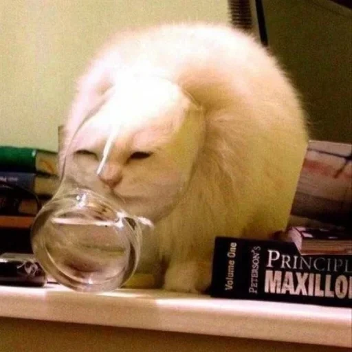 gato, gato, el gato es genial, animal de gato, meme de vidrio gatito
