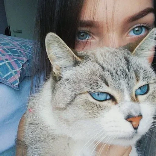 кошка, кошка глаза, девушка кошкой, сибирская кошка, девушка котенком