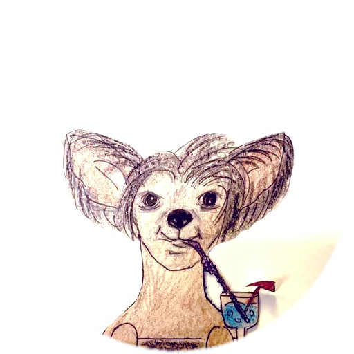 sharz chihuahua, dessin de chihuahua, chihuahua avec un crayon