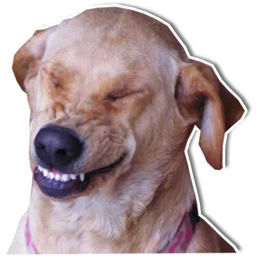der hund lacht, hartnäckiger hund, der hund ist ein lochy, überlebte 2020 meme, lachender hund