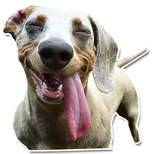 an unbearable dog, dogs are funny, the dog is licking, a dog with an open mouth, dog licking screen