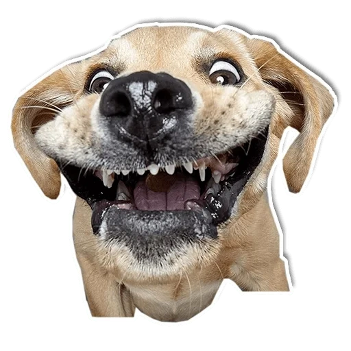 cães moídos, rosto de cachorro, cão alegre, o cachorro é engraçado, um cachorro frenético é engraçado