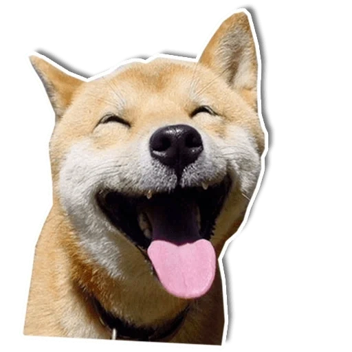 shiba inu, shiba inu, akita shiba inu, anjing akita inu, doge dog tersenyum dengan latar belakang putih
