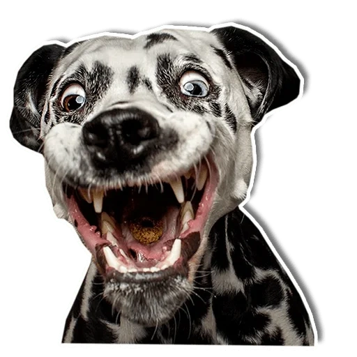 dog, dog face, funny dog, dog dalmatian, the smiling face of a dog