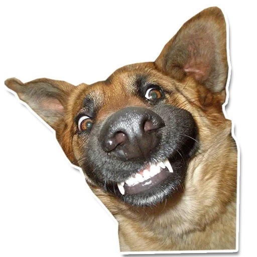 hund lächeln, lächelnder hund, hund eines lächelns einer rasse, der deutsche schäferhund ist wütend, der deutsche schäferhund lächelt