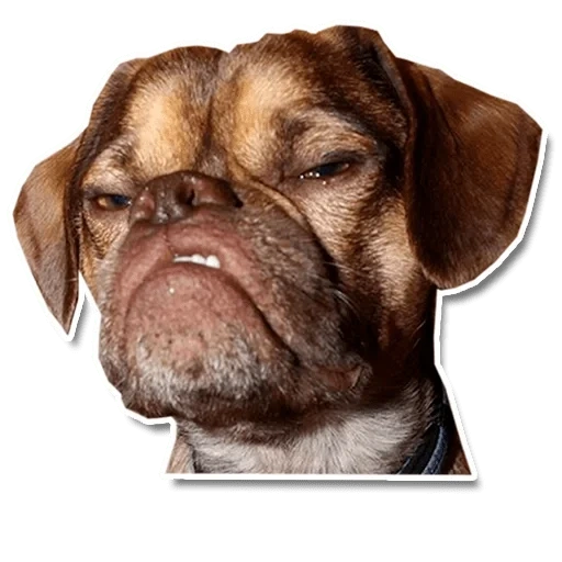 dog, pug breed, variant pug, a dog with a big mouth, the dog with a disgruntled face