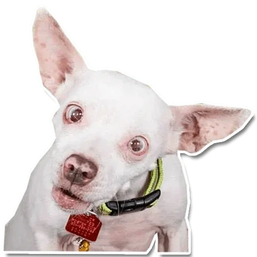 chihuahua, an unbearable dog, chihuahua white, chihuahua albinism, chihuahua chihuahua