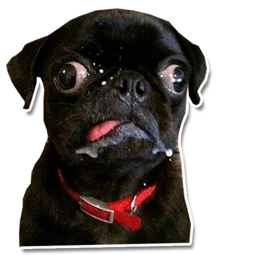 pug black, a pug is funny, squint-eyed pug, a pug with protruding eyes