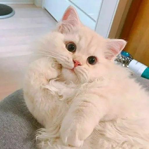 gato, gato de tierra, gatito blanco, lindo sello, gatito peludo