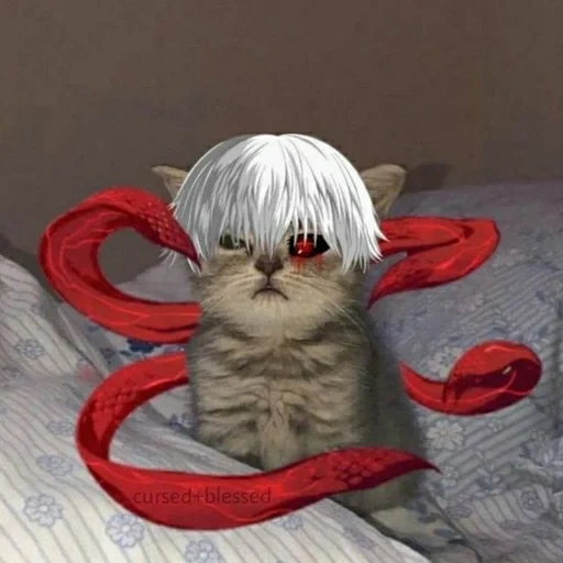 kucing, kenkaneki, cat mendengus, seal, anime kucing lucu