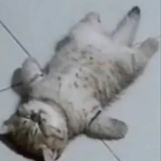 kucing, kucing, seal, kucing itu sangat imut, kucing skotlandia