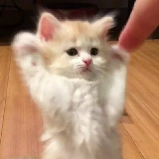 gato, gato peludo, gato peludo, gatinho, gatinho encantador