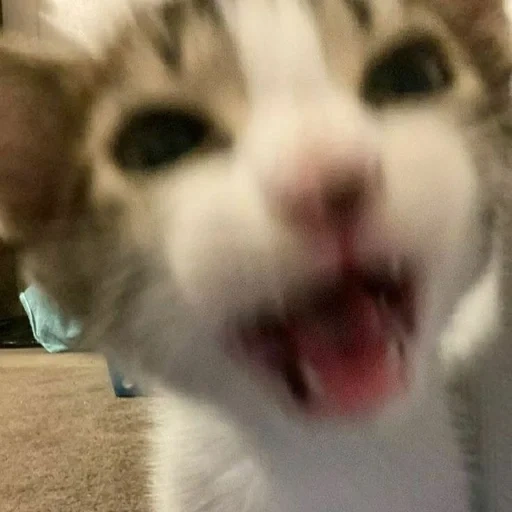 cat, seal, cat cat, the cat yawns, lovely seal