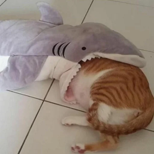 die katze, ikea shark, the plüsch shark, shark ikea cat, hai bulo sea pink