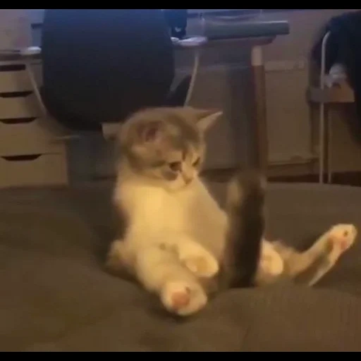 cats, cats, phoques, cat gif, hilarant cat