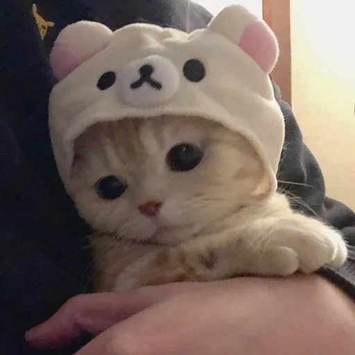 кошка, милые котики, котики котики, котик шапочке, милый котик шапочке