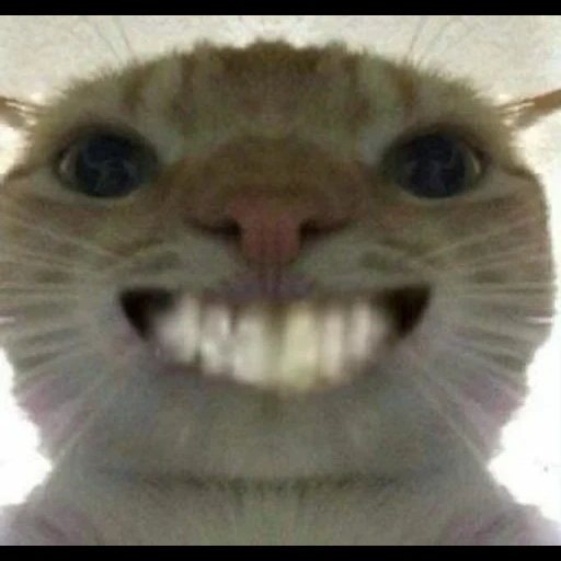 die katze, die memetische katze, mem für die katze, die lächelnde katze, lustige katze