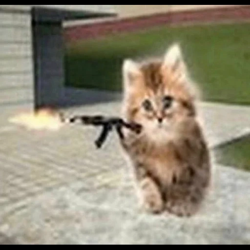 cats, odaries à fourrure, cats, chat de fusil de chasse, les chattes mignonnes sont drôles
