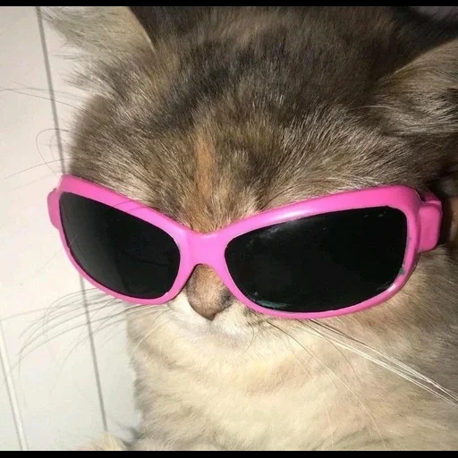 gato, gato, selo, óculos de bhikkhu