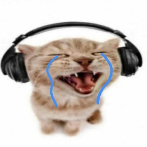gato, fones de ouvido de gato, belo gato, gato fone de ouvido, fones de ouvido gatinho