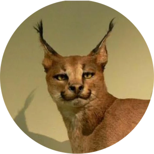 caracal cat, lynx is crucified, the cat breed is crucified, home lynx scribbled, caracal is a desert lynx