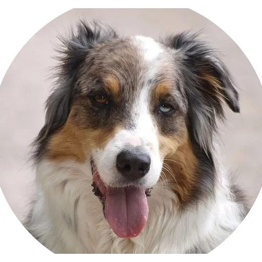 kolli shepherd, australischer hirte, australian shepherd aussi, collie australian shepherd, australian shepherd aussi harlequin