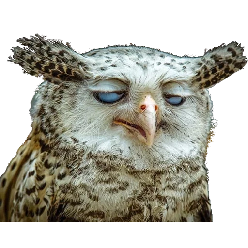 owl, funny owls, a bitten owl