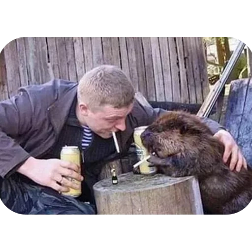 beruang, bear pasha, beaver mabuk, lelucon tertawa, berang berang lucu