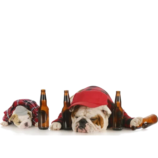buldog, natal anjing, minum lagi, boldog dengan botol, anjing adalah topi tahun baru