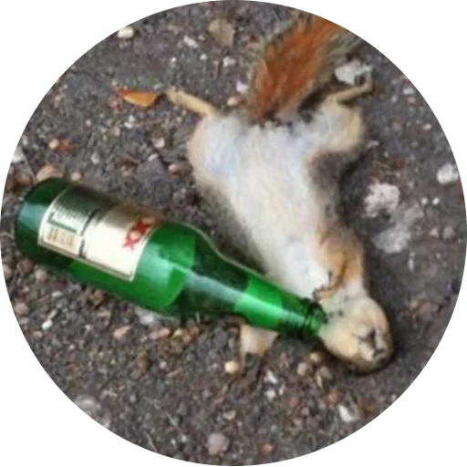 betrunken, betrunkenes eichhörnchen, betrunkenes eichhörnchen, eichhörnchen mit einer flasche, zwei eichhörnchen sind betrunken