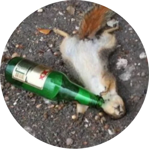 drunk, drunk squirrel, drunk squirrel, squirrel with a bottle, two squirrels are drunk