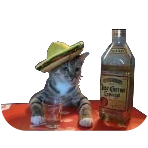 mème d'agave, tequila pour chats, humour tequila, tequila pour chats, chat ivre