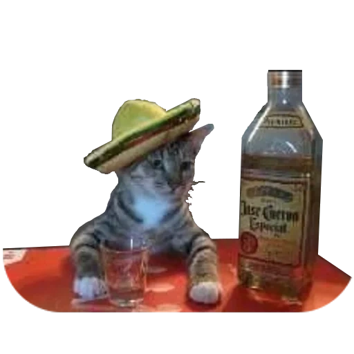 modelo agave, agave de gato, humor agave, agave de gato, gato bêbado