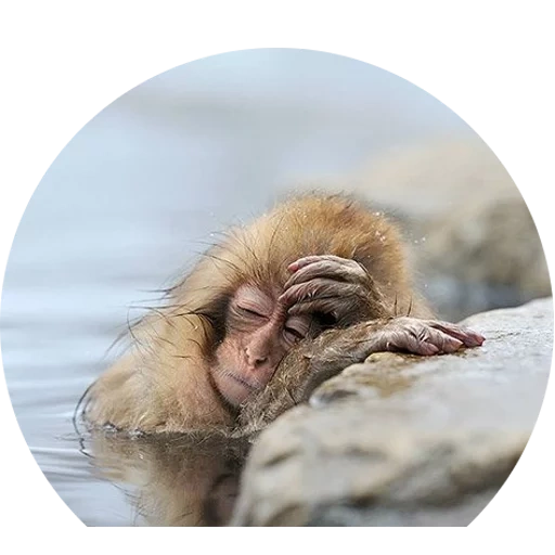 good morning, demyan sushan, monkey makaku, wet monkey, animals wake up