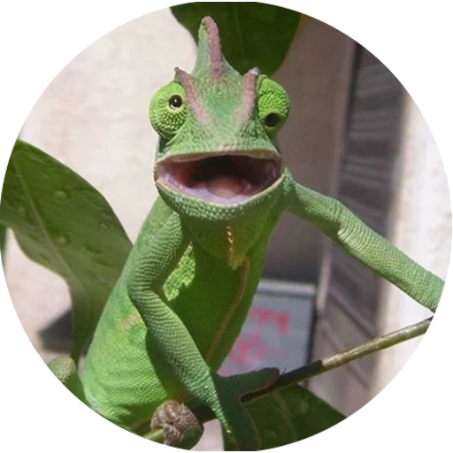 demain, twitter, caméléon, caméléon lézard, changement de couleur du caméléon