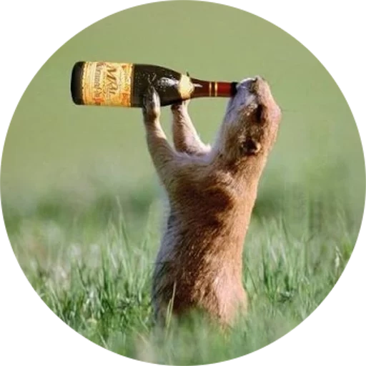 rato, hamster de cerveja, rato bêbado, piada clara, oh meu deus sexta-feira