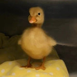 Duck Duck