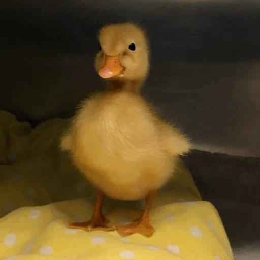 duckling, twitter, duck duckling, yellow duckling, duckling