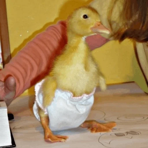 duck, duckling, duck duckling, yellow duckling, white duckling