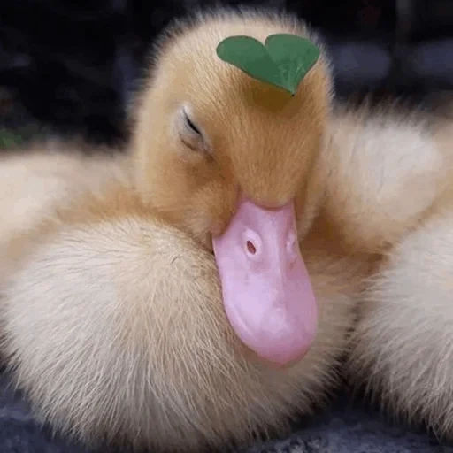duckling, nalcik, lovely duck, the duckling is asleep, cute duckling
