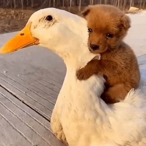 duckling, puppy goose, puppies and ducklings, friendship puppy goose, goose puppy hug