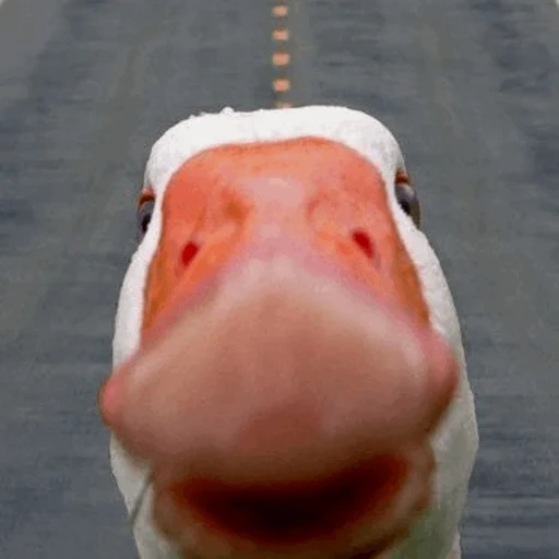 goose, dnieper river, duck and goose, duck duck, goose funny