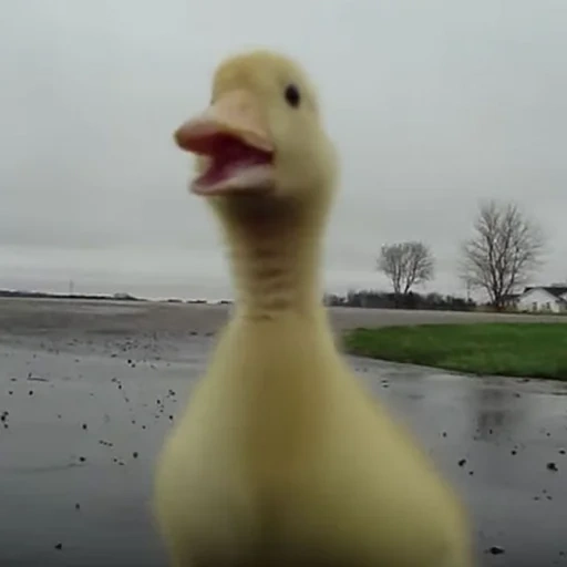 running, mème de canard, duck meme, cours, drôle de canard