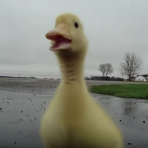 ejecutar, molde de pato, duck meme, corre rápido, pato divertido