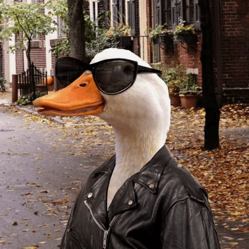 duck, cool goose, drôle d'oie, canard