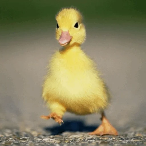duckling, duck duckling, yellow duckling, duckling, the dancing of ducklings