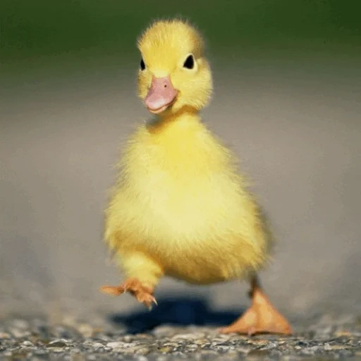 patinho, pato de pato, pato amarelo, patinho, dança do patinho