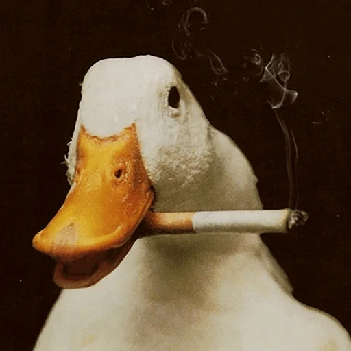 ganso, duckman, lloré, ganso cigarro, pato de cigarrillo