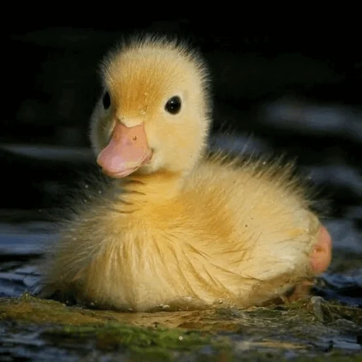 duck, duckling, duck, yellow duck, duckling